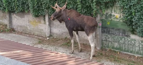 RZESZÓW. Nieudana akcja odłowienia spacerującego po mieście łosia