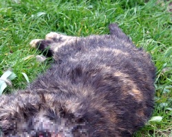 Bestialsko zamordowana kotka przy ul. Paderewskiego? “Stała się manifestacją poglądów chorej osoby z przerośniętym i zwyrodniałym ego”