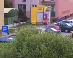REGION: Łosie uszkodziły samochód na osiedlowym parkingu (VIDEO)